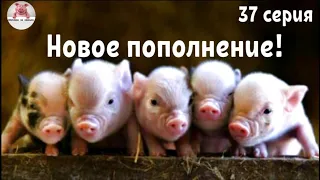 Миллион на свиньях.Опорос свиноматки.Покупка свиней.