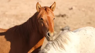 PLAYING WILD HORSES 🐎 in AMERICA 🇺🇸 FOAL BABY HORSE