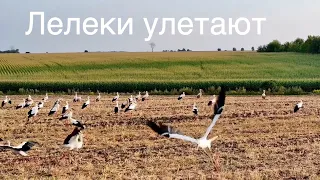 Аисты улетают на юг