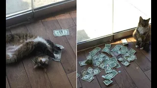 Kot codziennie przynosił dużo pieniędzy. Gdy ludzie zobaczyli, gdzie biega, opadła im szczęka!