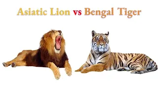 Asiatic Lion vs Bengal Tiger 2020