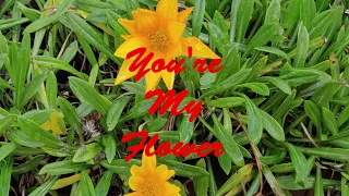 You're My Flower: original music created and played by Khaled