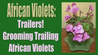 African Violets: Trailers! Grooming Trailing African Violets