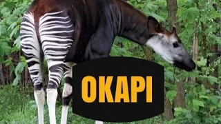 OKAPI KNIFE REVIEW VIDEO.