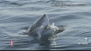 Scientists conclude expedition to find out why great white sharks go to the White Shark Cafe