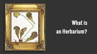 What is an Herbarium?