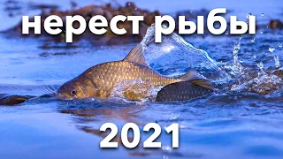 Нерест рыбы 2021 | Все что необходимо знать
