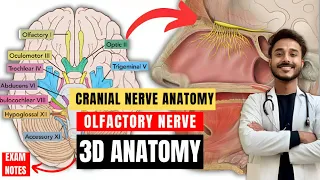 cranial nerve anatomy | olfactory nerve anatomy | first cranial anatomy | neuroanatomy