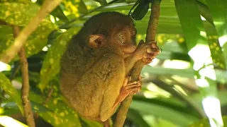 Philippine TARSIER : 5 Amazing Monkey Facts