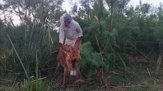 Excellent Amazing Man With His small Donkey