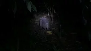 ARMADILLO