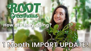 Root Greenhaus 1 Month Import UPDATE! | Potting up the Last Plant!