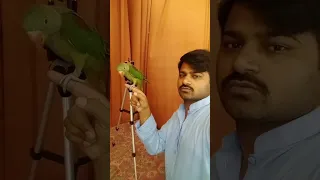 #baby #parrot #vlog #shortvideo