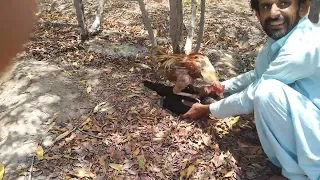 How to cross chickens by hand. Hens mating with roosters