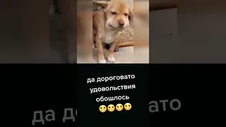 Дорогое удовольствие 😆😂🤣🔥💥 До слёз 🐹🐹🐹