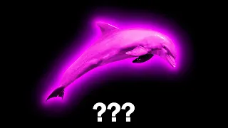 15 Dolphin Sound Variations in 30 Seconds