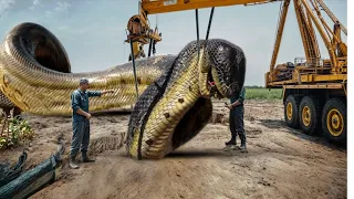 UNBELIEVABLE Animal Encounters Caught on Camera for over THREE Hours #7 | Best of Series