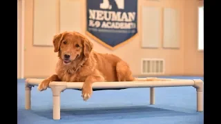 Annie (Golden Retriever) Boot Camp Dog Training Video Demonstration