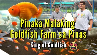 Largest GoldFish Farm in the Philippines - Ranchu King of GoldFish