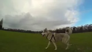 Siberian Husky | Longboarding