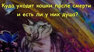 Куда уходят кошки после смерти и есть ли у них душа Where do cats go after death