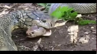 King cobra eat another snake// rare footage //  fight to death compilation