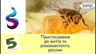 Пристосування до життя та різноманітність рослин