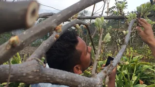 kiwi training and pruning