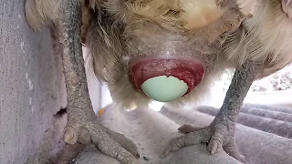 Minha galinha botando um ovo.