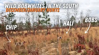 December/January Quail hunts of the 23’-24’ season!