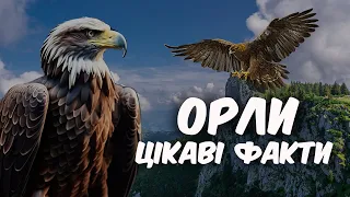 Орли. Цікаві факти про орлів. Флора і фауна України.