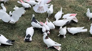 В гостях у Мурада! Подняли молодых на время! #göyərçin #pigeons #tauben #голуби #piccione