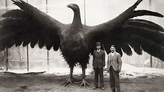 Las 15 Aves Más Grandes Del Mundo