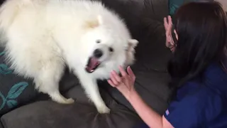 Samoyed noises 👹