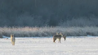 Alberta Coyote Hunting #foxpro #hunting #alberta