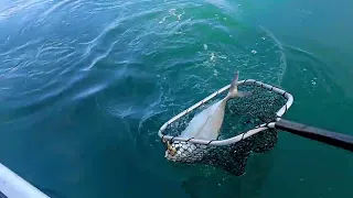 catching LARGE trevally on soft baits muscle farm nz