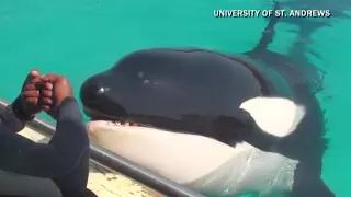 Killer whale trained to mimic human sounds