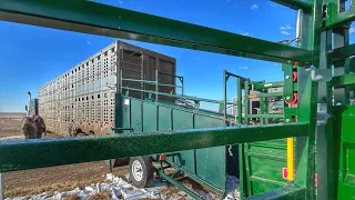 2 Potloads head to the Sale Barn