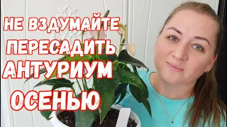 Сделайте ТАК с АНТУРИУМОМ ОСЕНЬЮ, если ХОТИТЕ ШИКАРНЫЙ КУСТ, Даже дохлый Антуриум Оживет и Зацветет!