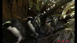 New Zealand Sub-Antarctic Islands (UNESCO/NHK)