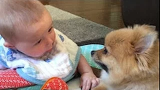 Pomeranian Dog and Baby Laughing and Playing Togetther Compilation - Dog Loves Baby ( NEW VIDEO)