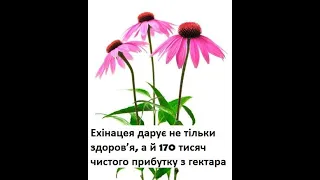 Ехінацея дарує не тільки здоров’я, а й 170 тисяч чистого прибутку з гектара