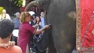 Woman Catching Elephant Poop