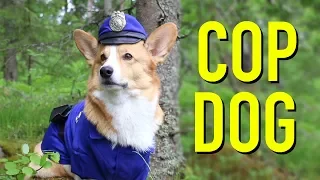 IF DOGS WERE COPS - Topi the Corgi