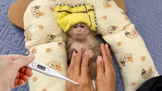 Baby monkey Abi is very carefully cared for by her mother when she is sick