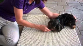 Cute Yorkie learns roll over