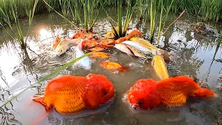 Amazing Found Japan Koi Blood Parrot Giant Oranda Goldfish Ranchu Molly Red Fish in Rice Fields