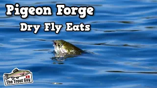 Close Up Dry Fly Takes | Pigeon Forge Trout Fishing