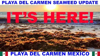 PLAYA  DEL CARMEN BEACH SEAWEED UPDATE - IT'S HERE!