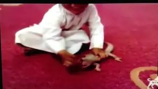 Lizard bites toddlers finger